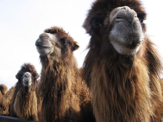 Camel želodec